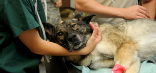a dog being treated